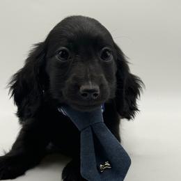 AKC Green - Black male Dachshund puppy in Bartlesville, Oklahoma from OkieDokieDox