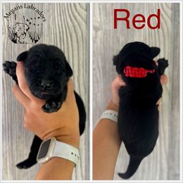 Red - Black male Labrador Retriever puppy in Ste. Genevieve, Missouri from Megans Labradors