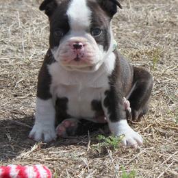 Roscoe (New Video) - Brindle and white male Boston Terrier puppy in Brooksville, Florida from I Love Pups