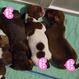 Nutella - Chocolate female Dachshund puppy in New Caney, Texas from BouncinMiniWeenies