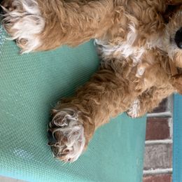 Bernedoodles and Goldendoodles from Valley View Doodles