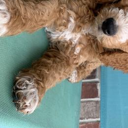 Bernedoodles and Goldendoodles from Valley View Doodles