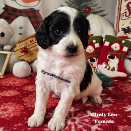 Cindy Lou - Parti female Goldendoodle puppy in Peytno, Colorado from Grace N Faith Doodles