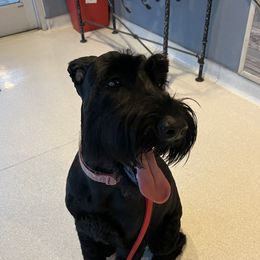 Bricia - Giant Schnauzer