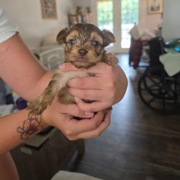 Girl1 - Sable female Yorkshire Terrier puppy in Bucyrus, Ohio from Dyer's Beauties