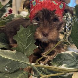 Clarence - Chocolate and tan male Yorkshire Terrier puppy in Hudson, Florida from MCM Acres