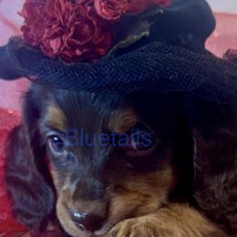 Pretty Girl - Dachshund