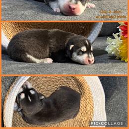 Jack - Black and white male Siberian Husky puppy in Canton, Ohio from Bleu Skies Siberian Huskies