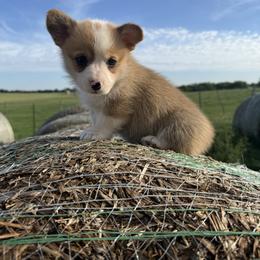 Thumper - White and red male Pembroke Welsh Corgi puppy in Godley, Texas from Bradley Kennels