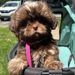 Girl 1 - Liver and white female Shih Tzu puppy in Wooster, Ohio from Mending Hearts Shih Tzu's