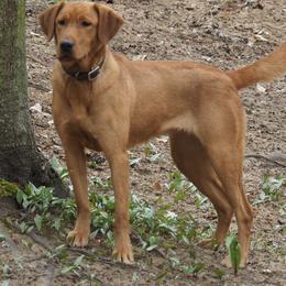 Labrador Retriever All Grown Up from RiversWild Retrievers