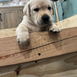 Labrador Retriever Puppies from Butlertown Labs