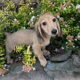 Scout - Cream male Dachshund puppy in Warrior, Alabama from Bountiful Dachshunds