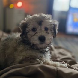 Sammy - Black and tan male Havapoo puppy in Medina, Ohio from Momma's Mastiffs