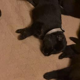 Grey collar girl - Bi-color female German Shepherd puppy in Centralia, Illinois from Janices AKC German Sheperds LLC