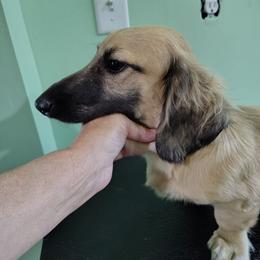 Bandit - Cream male Dachshund puppy in Windom, Minnesota from Wyrmhund Dachshunds