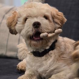 Theo - Shichon