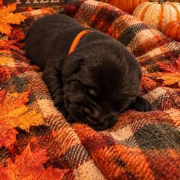 Boy 2 - Black male Labrador Retriever puppy in Davenport, New York from New England Premier English Labradors