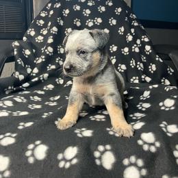 Mack (Bm2) Red - Blue mottled male Australian Cattle Dog puppy in Saint Albans, Maine from Australian Cattle Cuties and littles