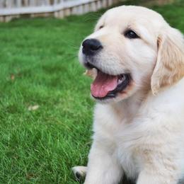 Golden Retriever Puppies from The Golden Court