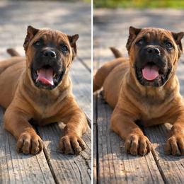 Winnie - Red female Cane Corso puppy in Sandia, Texas from OneTime Cane Corso