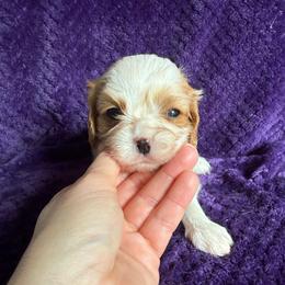 Claire - Blenheim female Cavalier King Charles Spaniel puppy in Knoxville, Tennessee from Rocky Top Cavapoos
