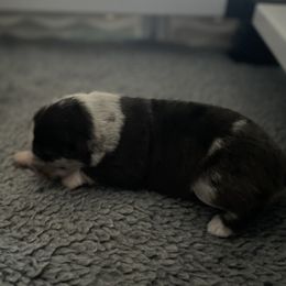 Australian Shepherd Puppies from Lil Rhody Blues Australian Shepherds