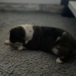 Australian Shepherd Puppies from Lil Rhody Blues Australian Shepherds