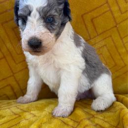 Big man - Blue merle male Aussiedoodle puppy in Shelby, North Carolina from Gracie's Puppies