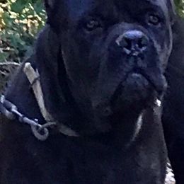 Ghost - Cane Corso