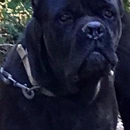 Ghost - Cane Corso