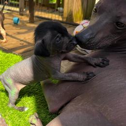 Deadpool - Black white and tan male Xoloitzcuintli puppy in Manitowoc, Wisconsin from Wonderland Kennel