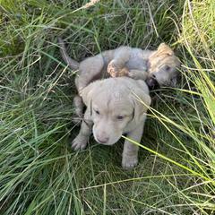 Chesapeake Bay Retriever Puppies from GemiLamb Gun Dogs