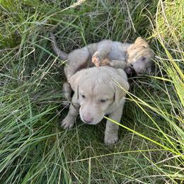 Chesapeake Bay Retriever Puppies from GemiLamb Gun Dogs