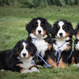 Bernese Mountain Dog Puppies from Brookwood Bernese Mountain Dogs
