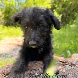Doc Holliday (Mini Size) - Black male Bordoodle puppy in Mulino, Oregon from Korbella Farm