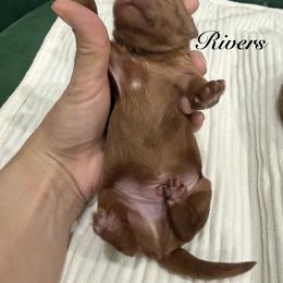 Rivers - Red male Cavapoo puppy in Central, Arizona from Desert Valley Doodles