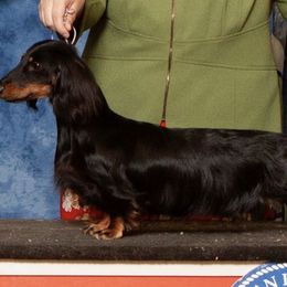 Dachshunds from Howard Hounds
