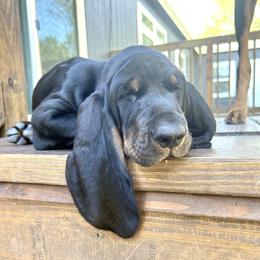 Black and Tan Coonhound Puppies from Classic Coonhounds
