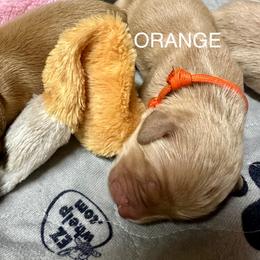Orange Collar - Golden male Golden Retriever puppy in Tulsa, Oklahoma from Triple J Goldens, LLC