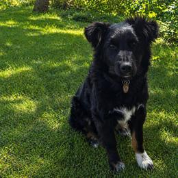 Bear - Black tri-color male Australian Shepherd puppy in Harrah, Oklahoma from Kamm's Aussies