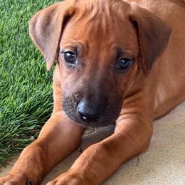 Luigi - Rd whtn blk nose male Rhodesian Ridgeback puppy in Montgomery, Texas from Timber Ridge Kennels