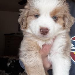 Callie - Red merle female Miniature American Shepherd puppy in Tupalo, Mississippi from Butterfield Trail Farm