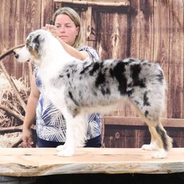 Denali - Australian Shepherd