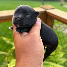 Carmello - Black male Miniature Schnauzer puppy in Dorr, Michigan from Enchanted Paws