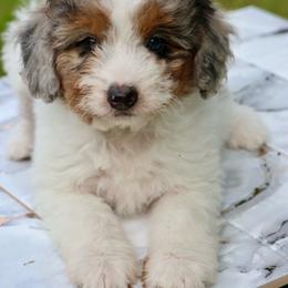 Reba - Grey and white female Bernedoodle puppy in Muskogee, Oklahoma from Lawler’s Legacy Litters