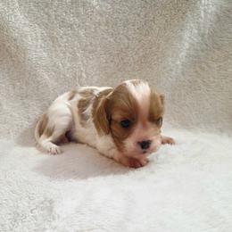Bernard - Blenheim male Cavalier King Charles Spaniel puppy in Pennsylvania from Julie's Cavalier King Charles Spaniels