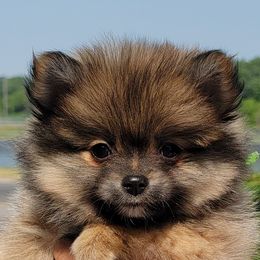 Pomeranians from Mother of Poms