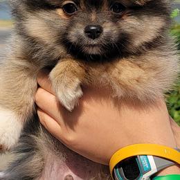 Pomeranians from Mother of Poms