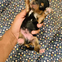 Yorkipoo and Yorkshire Terrier Puppies from Bougie Paws llc